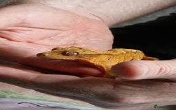 Gecko reptiles for sale: 2 x Male Crested Geckos  - Image 10