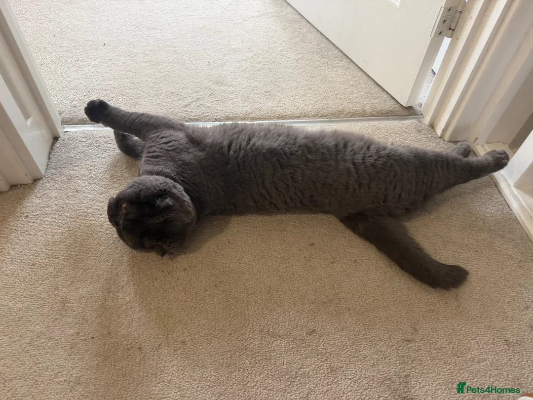 Scottish Fold cats for sale: 2 year old Scottish fold girl  - Advert 2