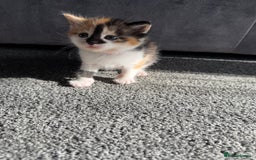 Domestic Shorthair cats for sale: Beautiful kittens 😍 - Image 8