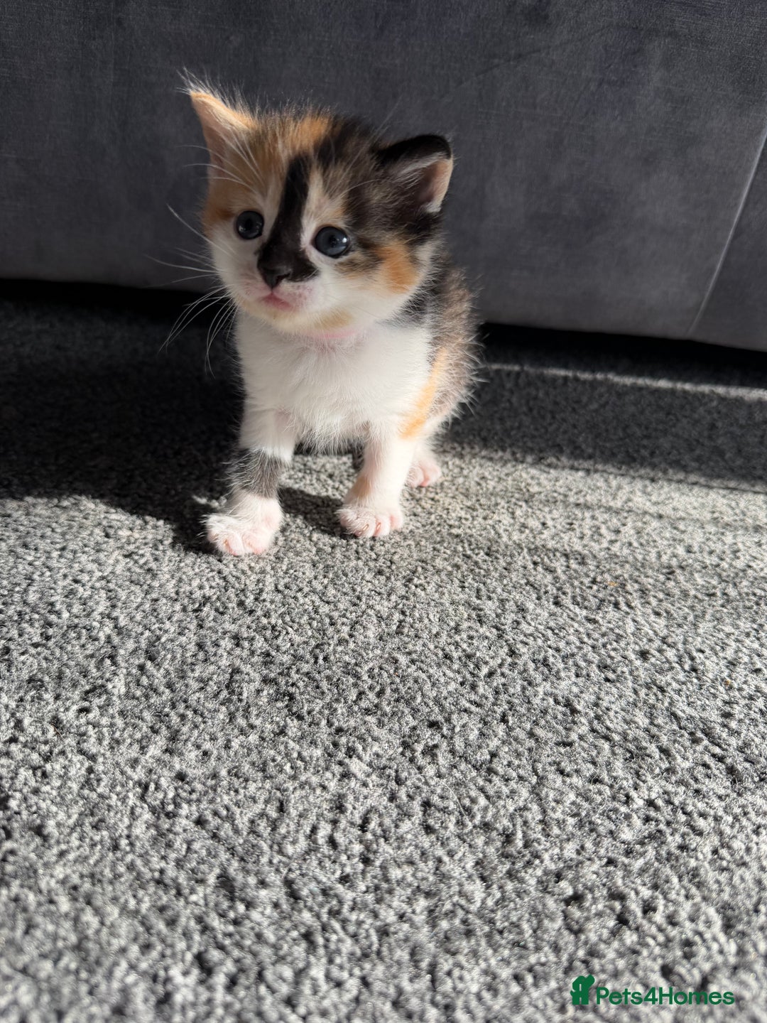 Domestic Shorthair cats for sale: Beautiful kittens 😍 - Image 8
