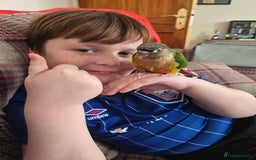 Parakeets birds for sale: Green Cheeked Conure. - Image 7