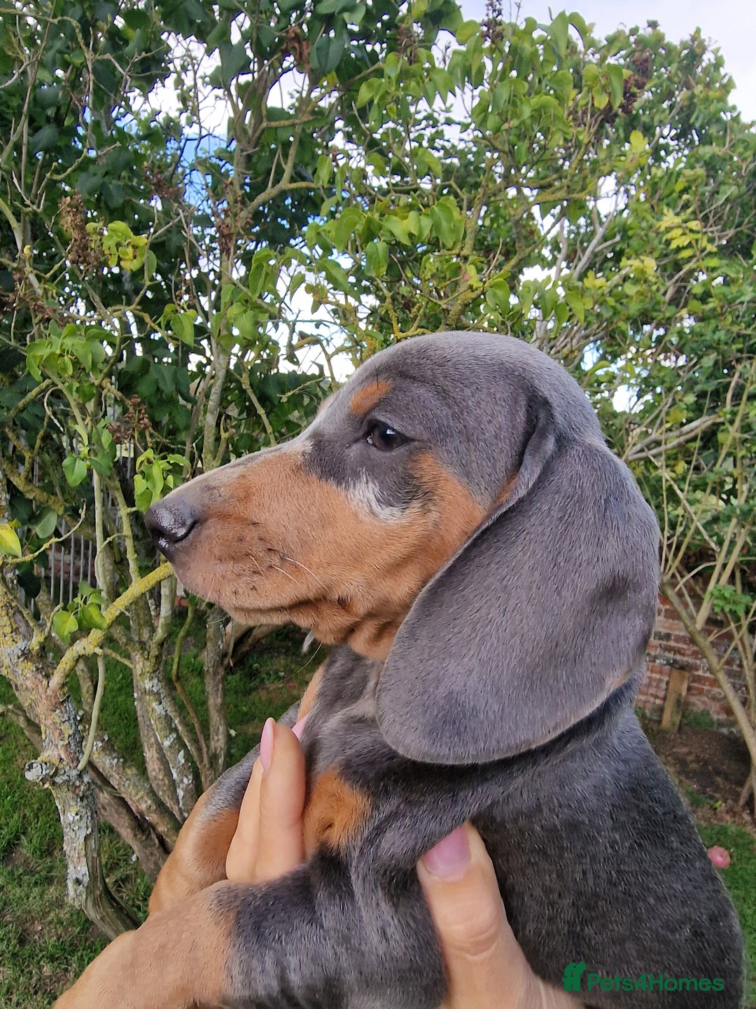 Dachshund dogs for sale: Standard Dachshund Show-quality Puppies - Image 6