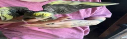 Cockatiels birds for sale: Cockatiels - Advert 5