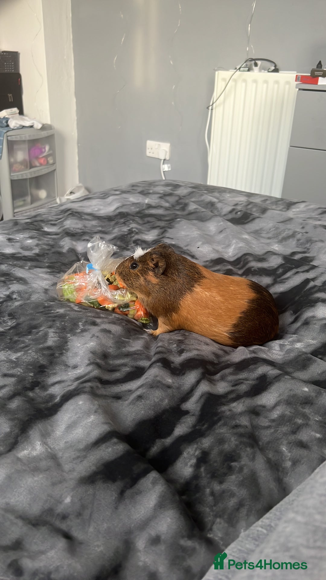 Guinea Pig rodents for sale: Harriet  - Image 1