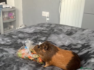 Guinea Pig rodents - Advert 38