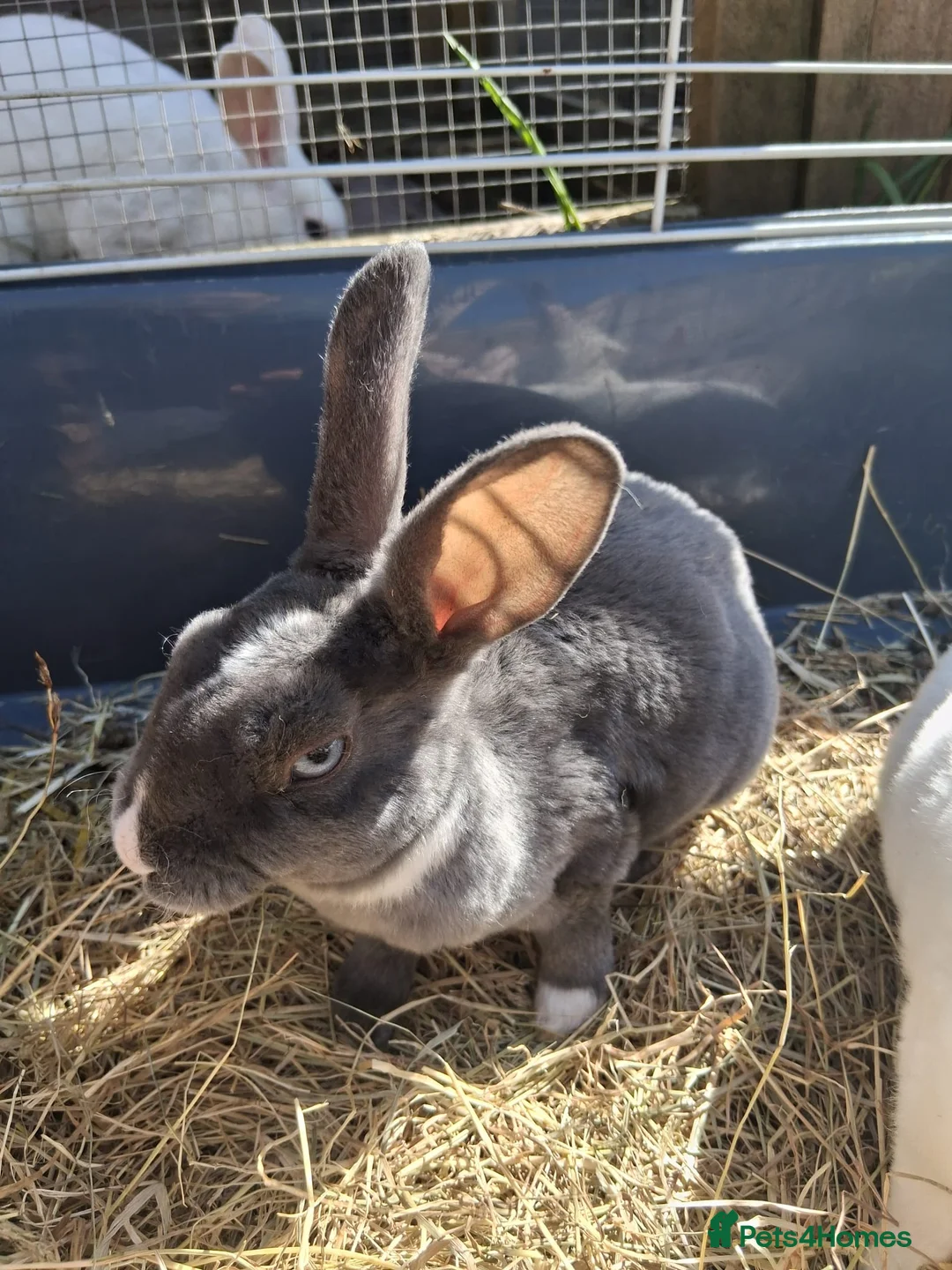 Rex rabbits for sale: Beautiful blue eyed mini rex looking for new home in Kidderminster - Advert 20