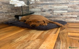Labrador Retriever dogs for sale: Red Labrador puppies  - Image 9