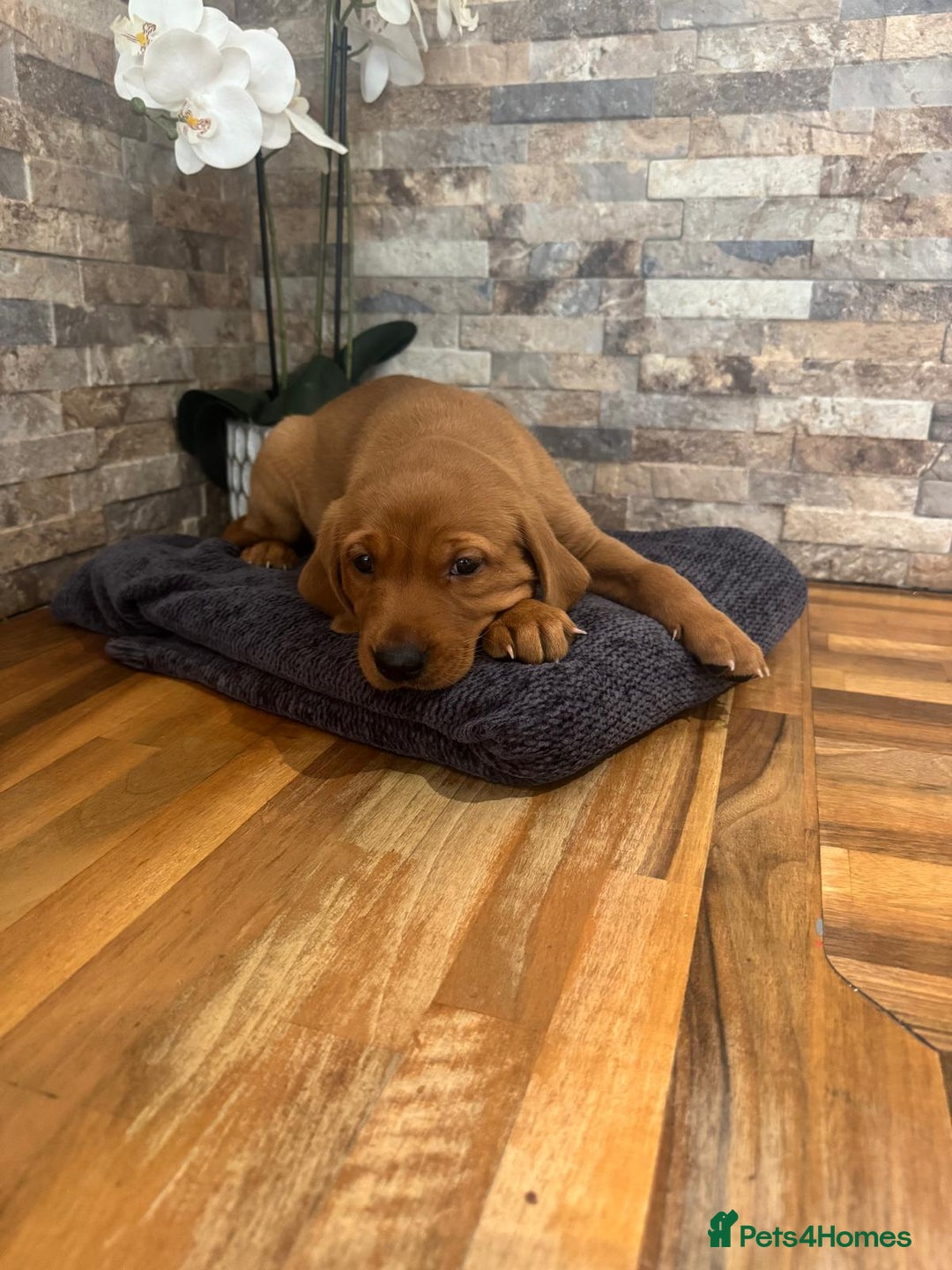 Labrador Retriever dogs for sale: Red Labrador puppies  - Image 9