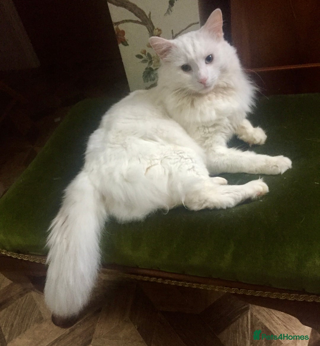 Turkish Angora cats for sale: Two beautiful Turkish Angora kittens  in Cambridge - Image 9