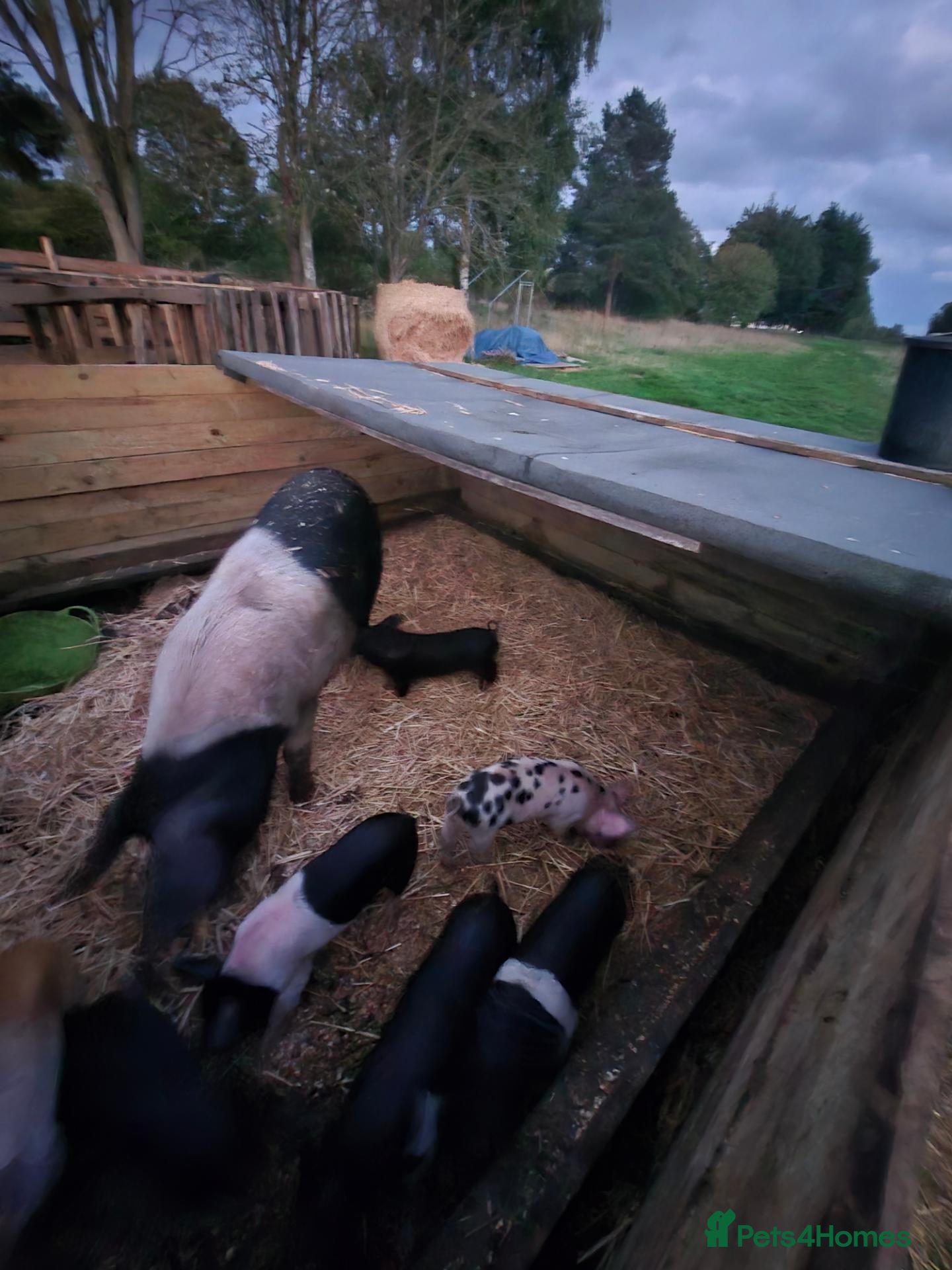 Pig livestock Saddleback x tamworth  - Advert 1