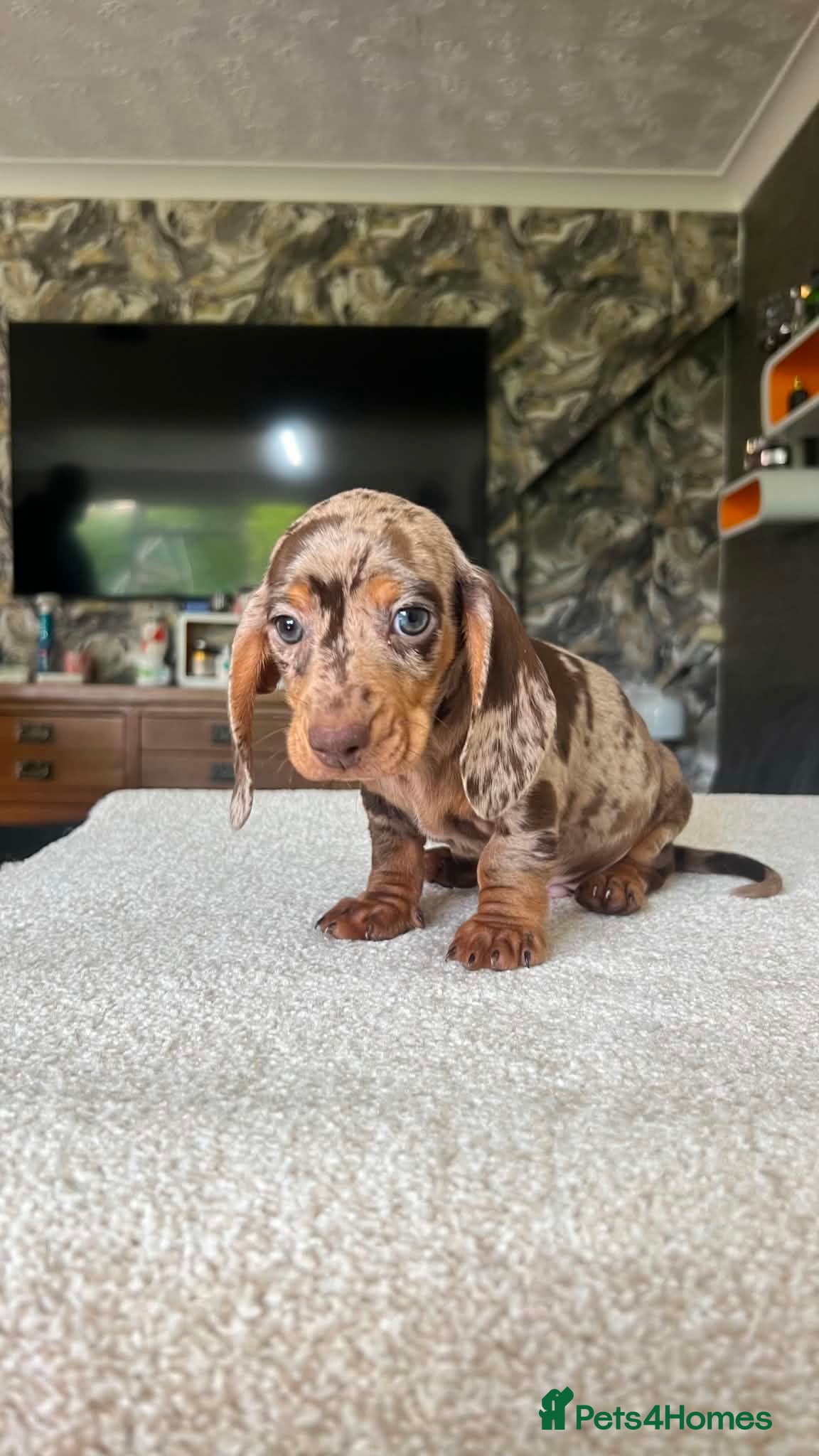 Miniature Dachshund dogs ✨️super Mini Dachshund Puppies Dapple & Chocolate - Advert 14