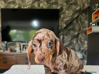 Miniature Dachshund dogs ✨️super Mini Dachshund Puppies Dapple & Chocolate - Advert 14