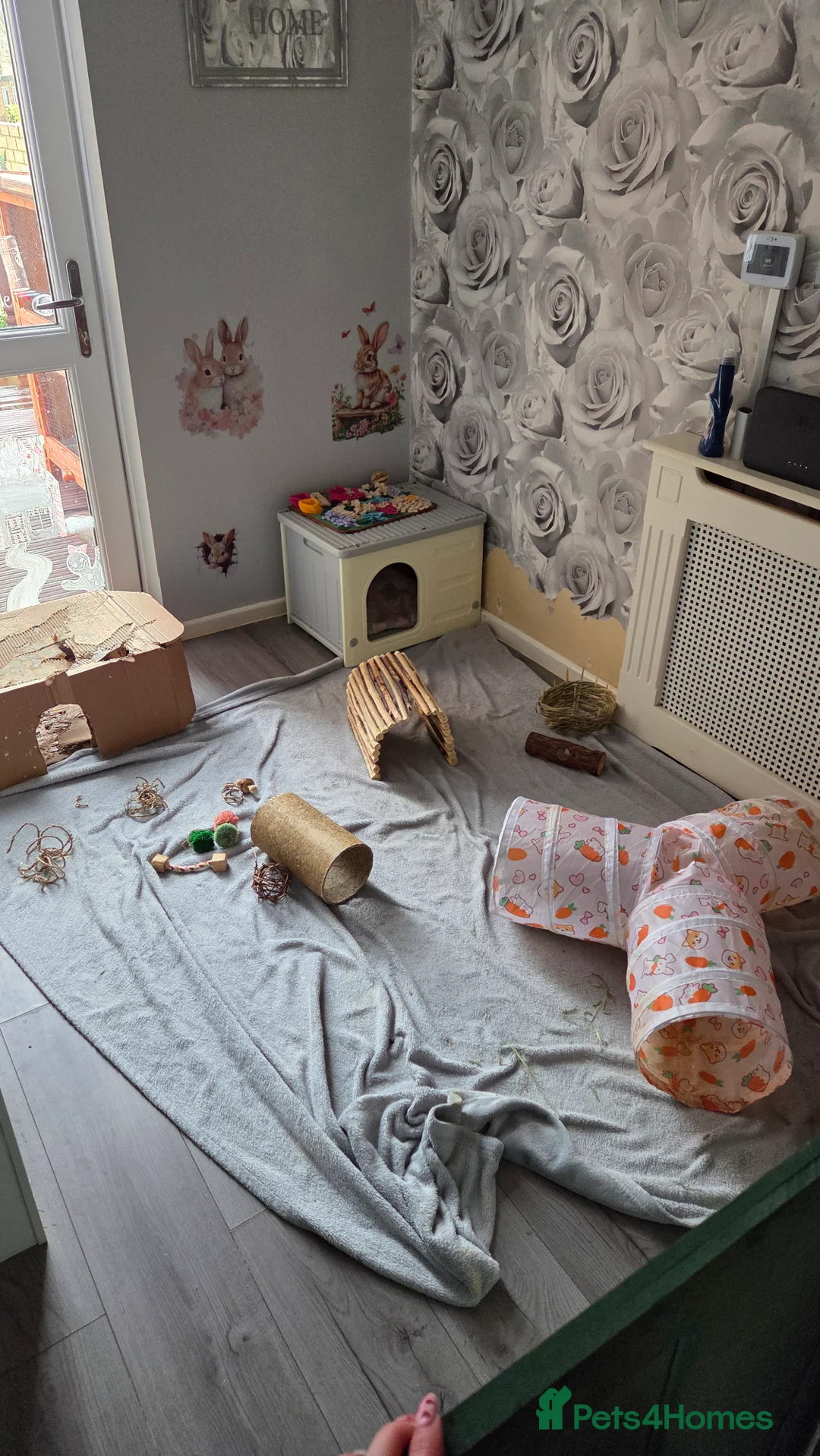 Mini Lop rabbits for sale: 2 female mini lops  in Basildon - Advert 7