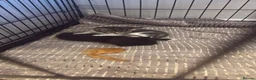 Mixed Breed cats for sale: 3 beautiful little kittens  - Advert 8