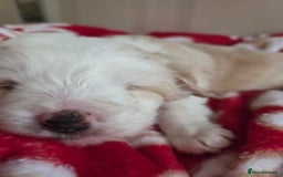 Bordoodle dogs for sale: F2 Bordoodle puppies - Image 15