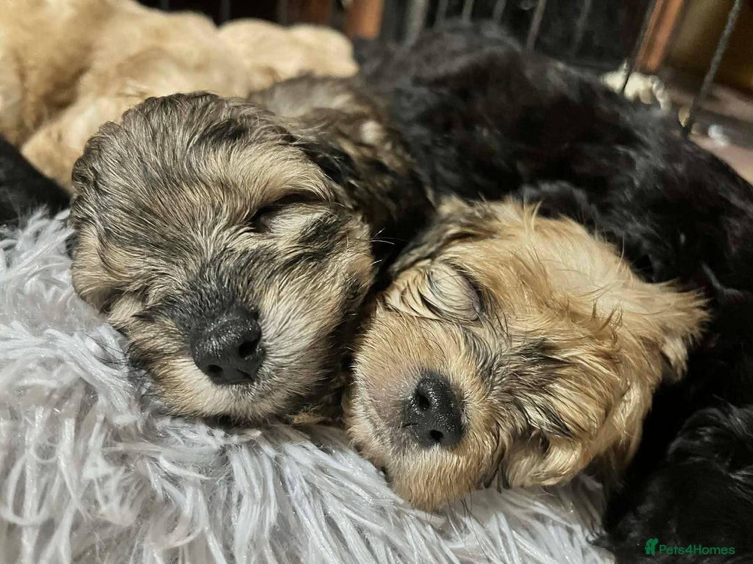 Cavapoo dogs for sale: Stunning litter of mix coloured tiny toy cavapoos - Advert 6