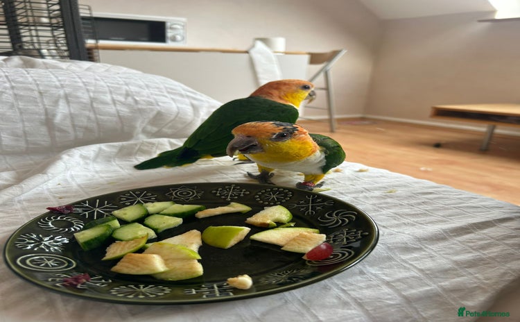 Parrots birds - Advert 5