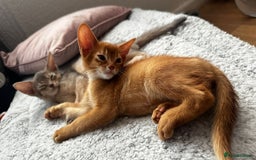 Abyssinian cats for sale: Abyssinian kittens  - Image 2