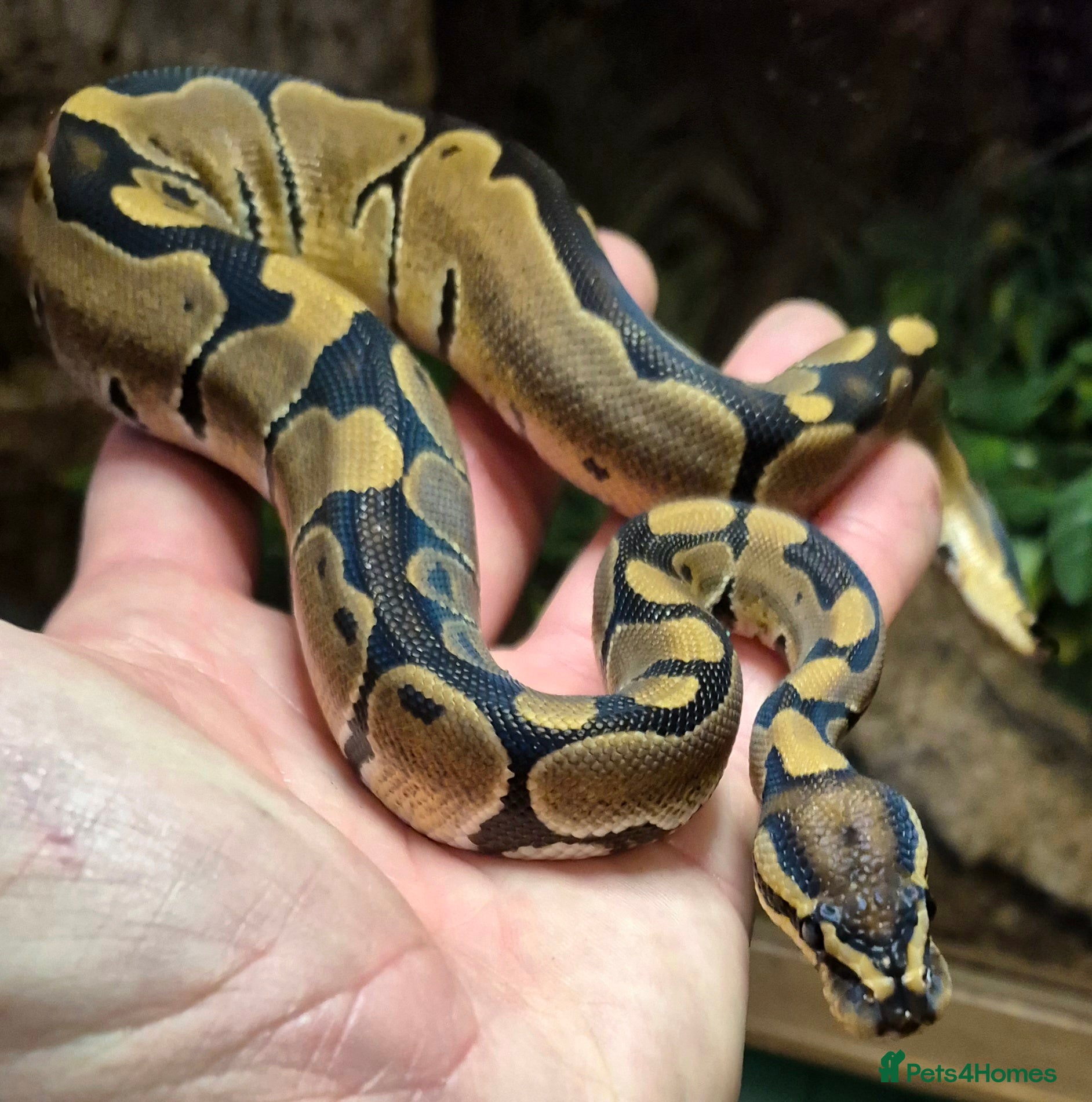 Python Snake reptiles Baby ball python for sale  - Advert 14
