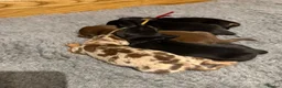 Miniature Dachshund dogs for sale: Beautiful KC Registered Miniature Dachshunds - Advert 3