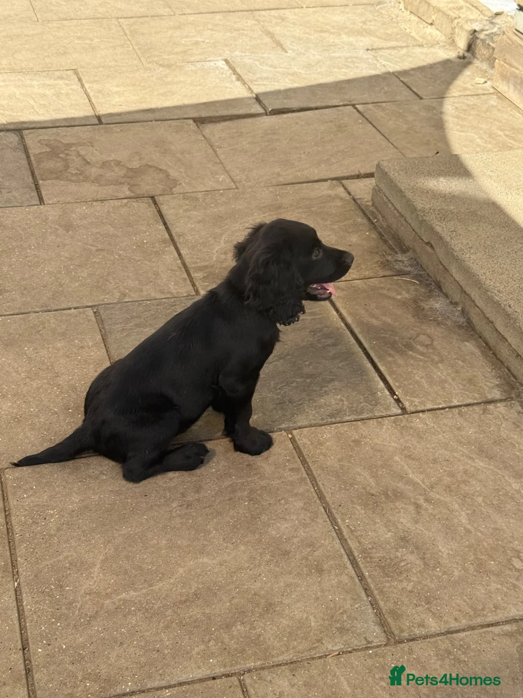 Cocker Spaniel dogs for sale: Cocker spaniel dog pup available due to timewaster - Advert 7
