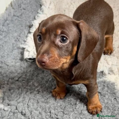 Miniature Dachshund dogs KC Reg Choc/Tan Mini Smooth Male Dachshund Pups - Advert 3