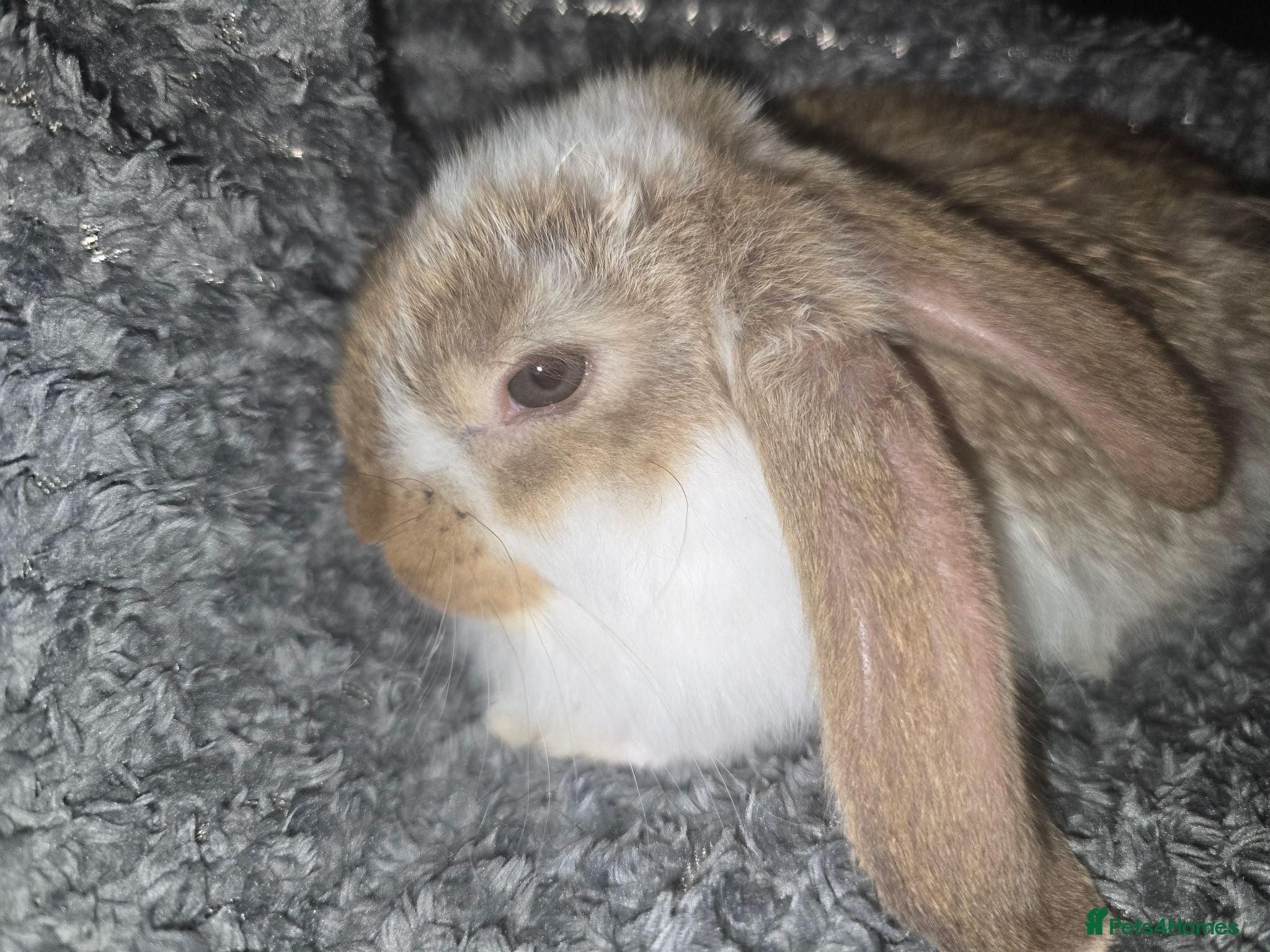 French Lop rabbits Pure french lop bunnies  - Advert 2