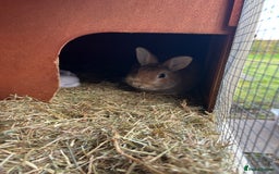 Mixed Breed rabbits for sale: Lovely male rabbit  - Image 4