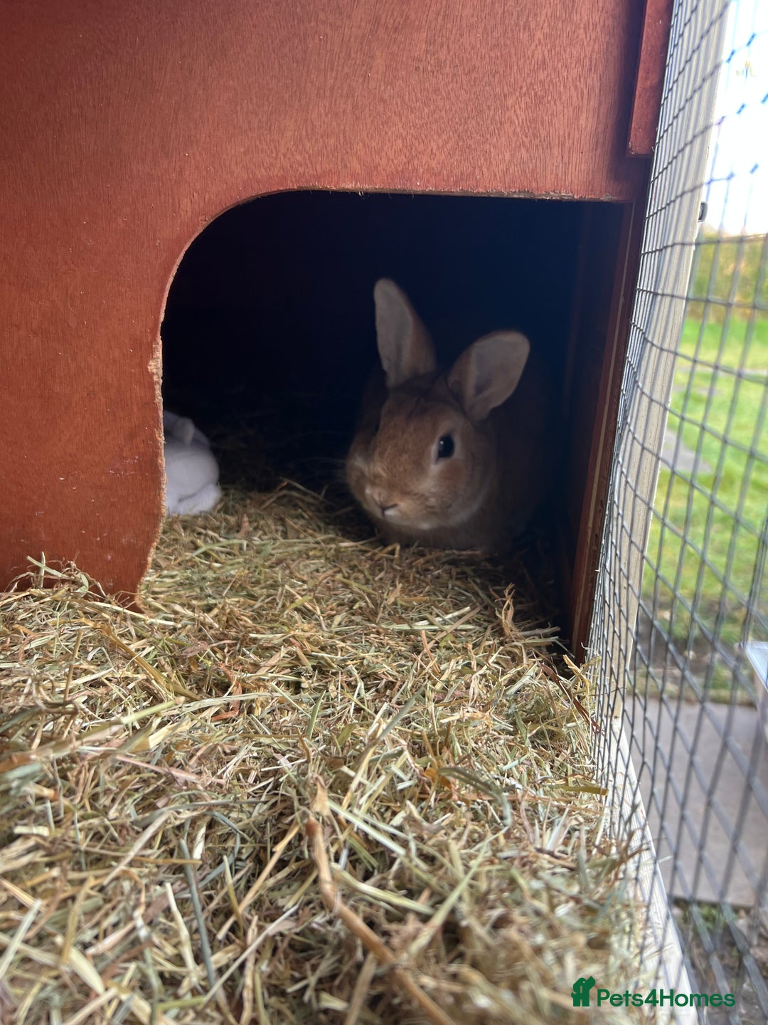 Mixed Breed rabbits for sale: Lovely male rabbit  - Image 4