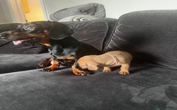 Dachshund dogs for sale: Sad sale of Female dachshund with all her stuff - Image 6