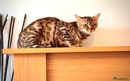 Bengal cats for sale: 1 Pedigree Brown Bengal x Snow Lynx Bengal - Image 3