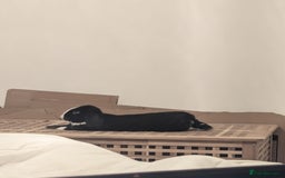 Mini Lop rabbits for sale: Mini Lop for a good home 🥰 - Image 3