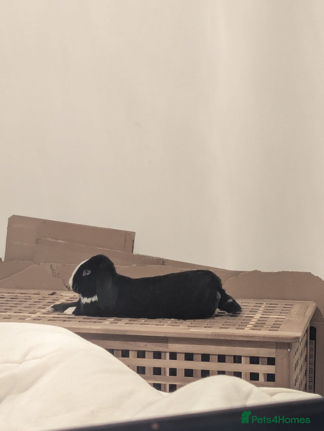 Mini Lop rabbits for sale: Mini Lop for a good home 🥰 - Image 3