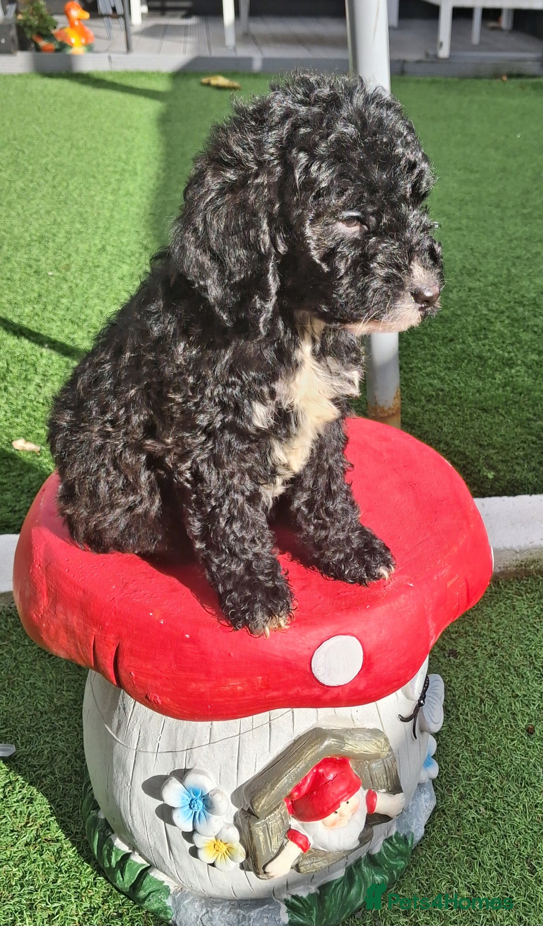 Cockapoo dogs for sale: ** LAST ADORABLE CURLY BLACK & WHITE COCKAPOOS **  - Advert 10