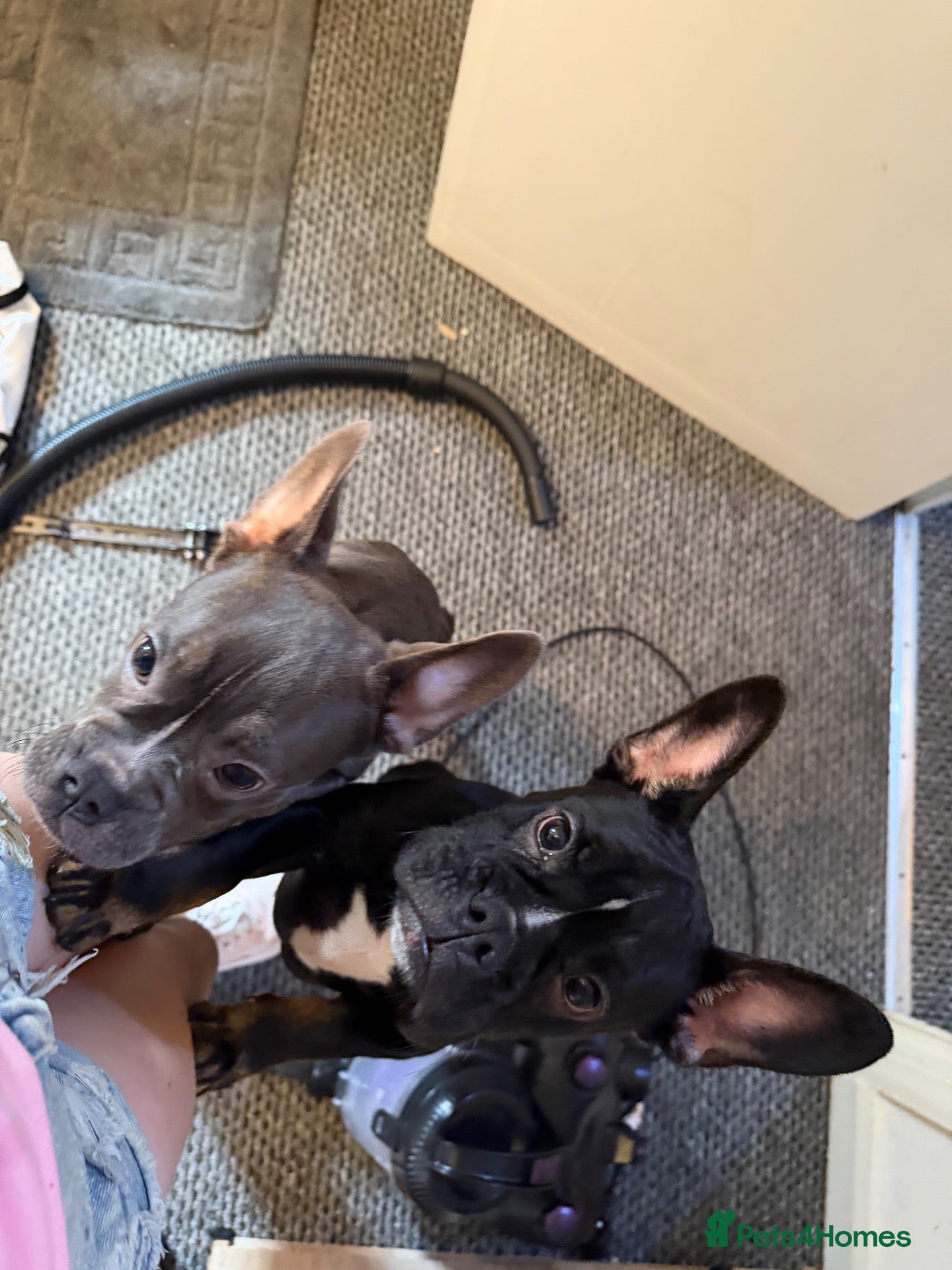 Mixed Breed dogs 2 french bull dogs need homes - Advert 4
