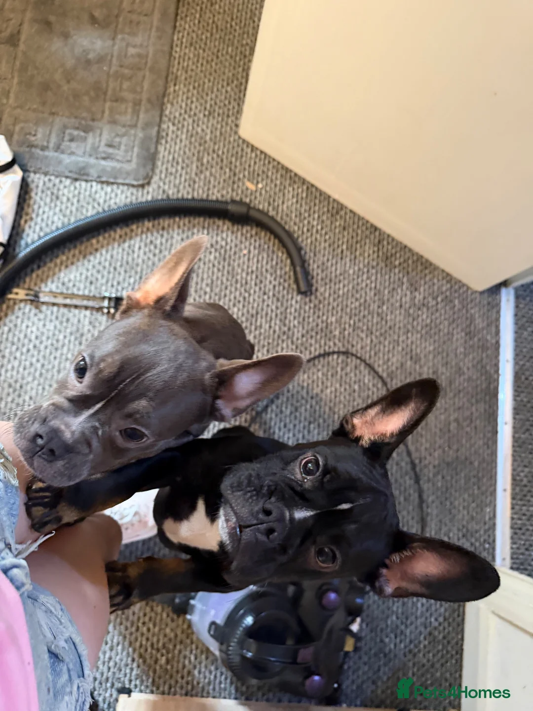Mixed Breed dogs for sale: 2 french bull dogs need homes in Bootle - Advert 1