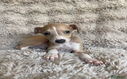 Italian Greyhound dogs for sale: 3/4 Italian greyhound puppies - Image 8
