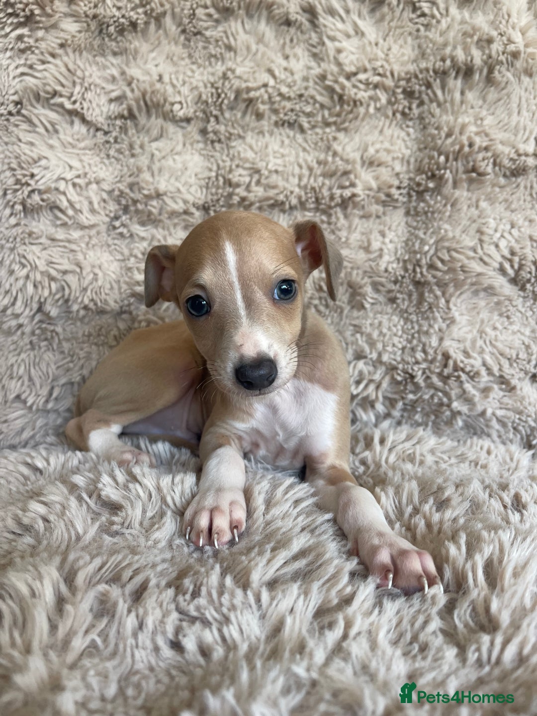 Italian Greyhound dogs for sale: 3/4 Italian greyhound puppies - Image 8