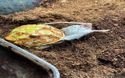 Frog reptiles for sale: Female Pac-Man frog - Image 5