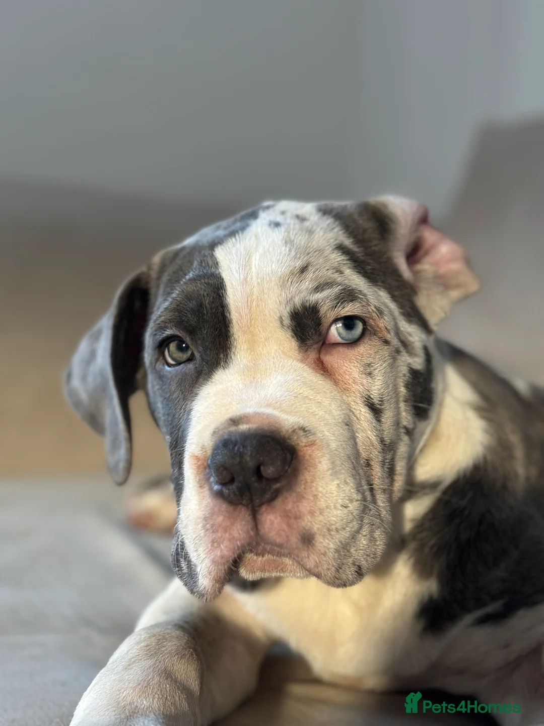 Cane Corso dogs for sale: Merle cane corso - Advert 5