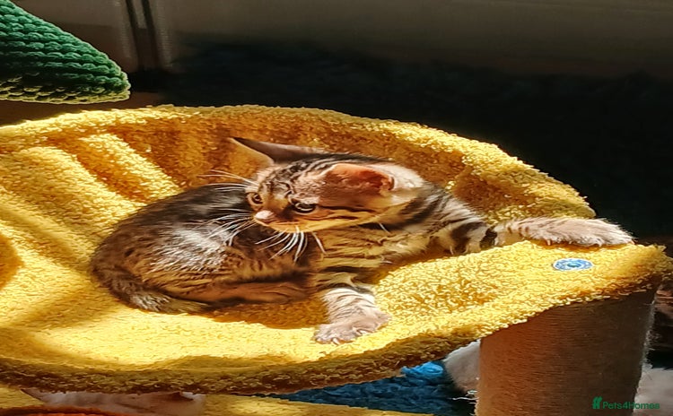 Bengal cats - Advert 13