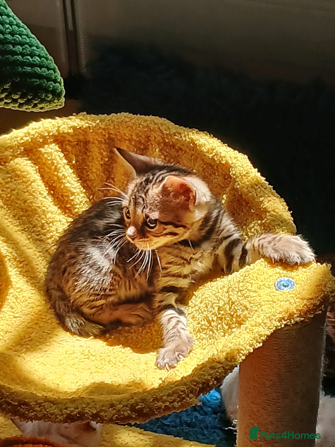 Bengal cats for sale: TICA Family-raised Bengal Kittens Vet Checked - Image 2