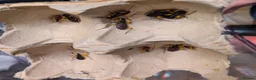 Beetles invertebrates for sale: White spot assassin nymphs (Platymeris biguttatus) - Advert 2