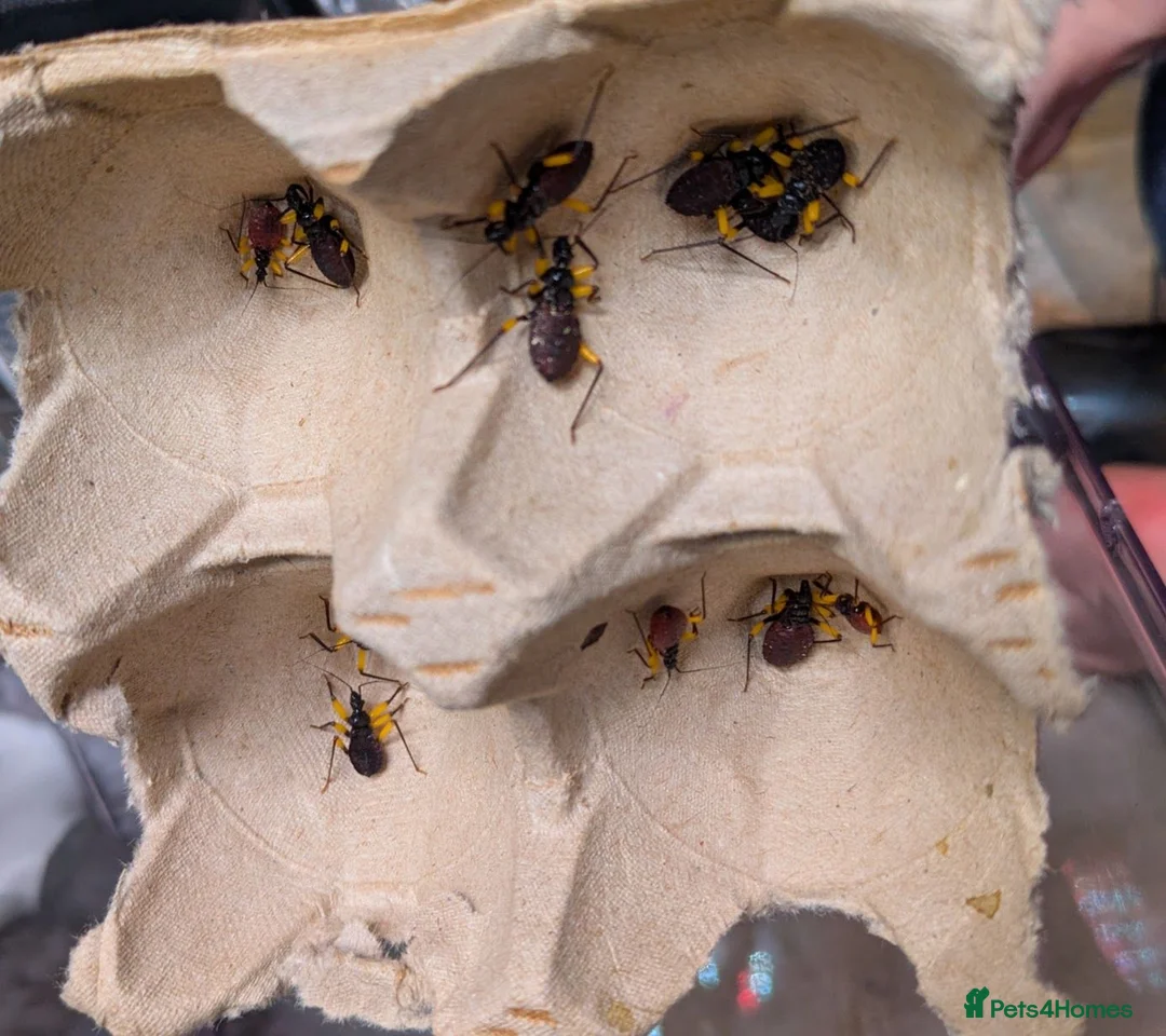 Beetles invertebrates for sale: White spot assassin nymphs (Platymeris biguttatus) - Advert 2