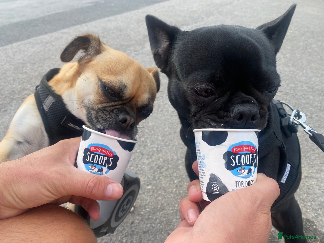 Mixed Breed dogs for sale: Chug/frug puppies for sale - Advert 1