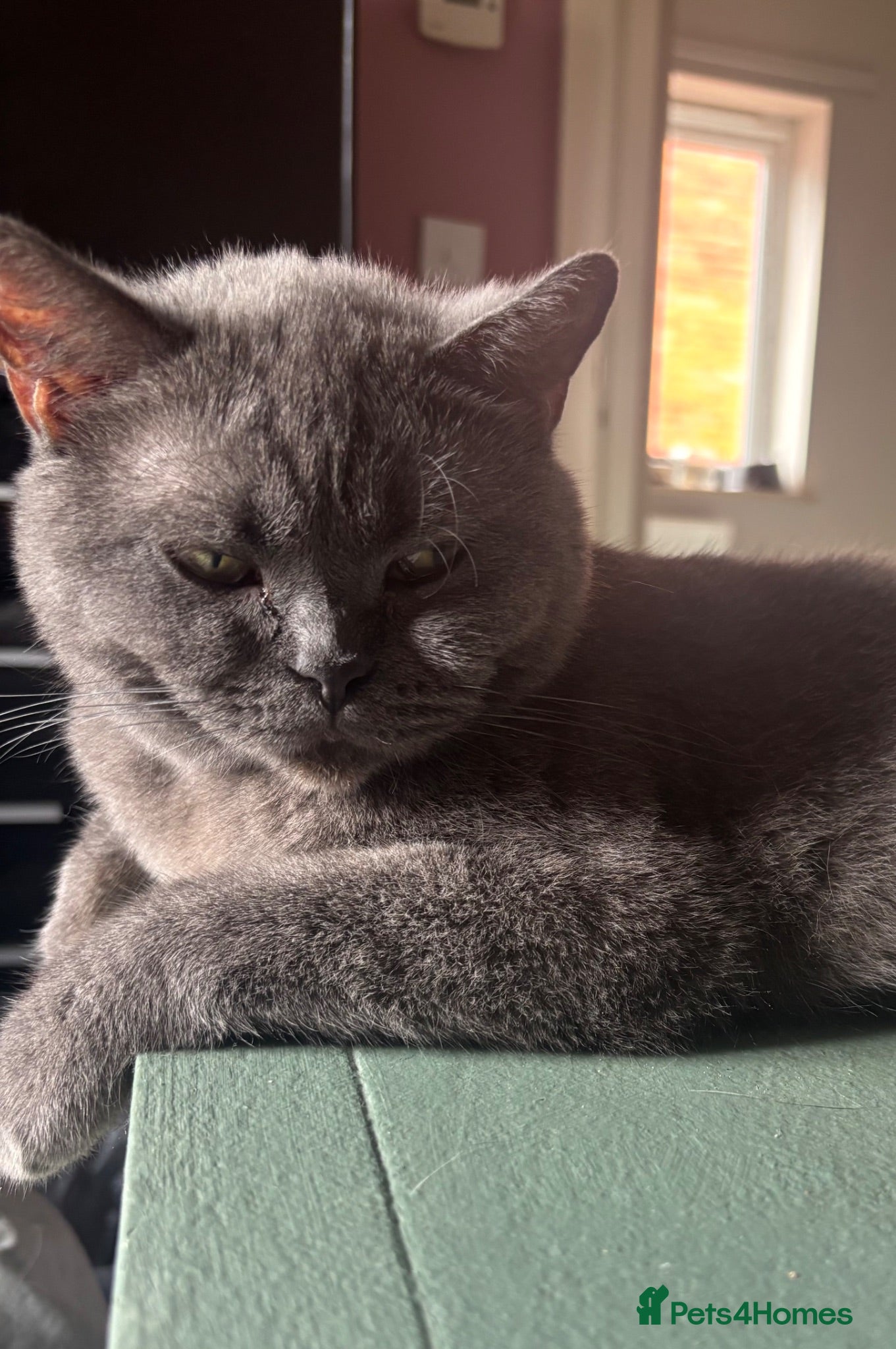 British Shorthair cats British blue cat - Advert 2