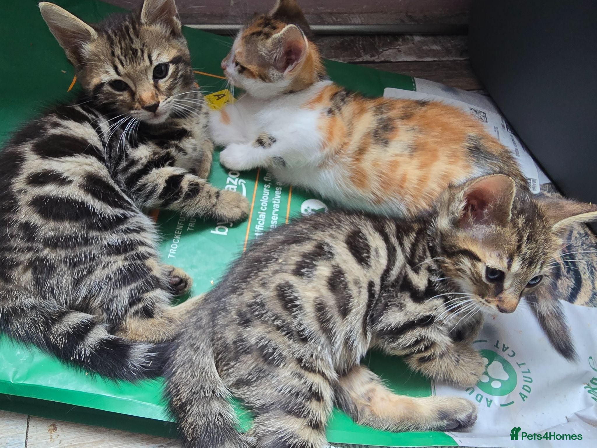 Mixed Breed cats Beautiful Bengal × British Shorthair Kittens - Advert 1