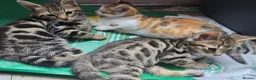 Mixed Breed cats for sale: Beautiful Bengal × British Shorthair Kittens - Advert 1