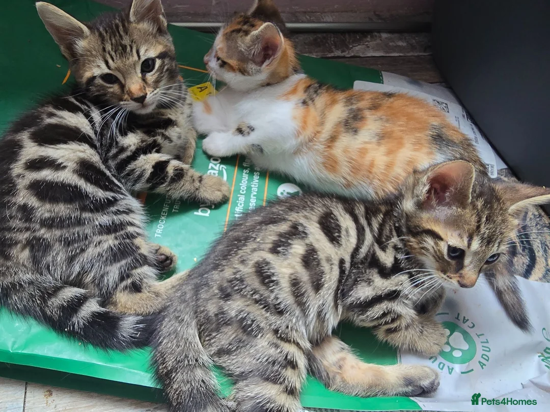 Mixed Breed cats for sale: Beautiful Bengal × British Shorthair Kittens - Advert 1