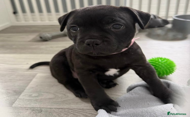 Staffordshire Bull Terrier dogs 🐾2 Beautiful black Girls left 🩷💛 KC registered  - Advert 10